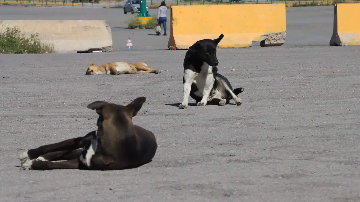 Perritos, maltrato animal (3)